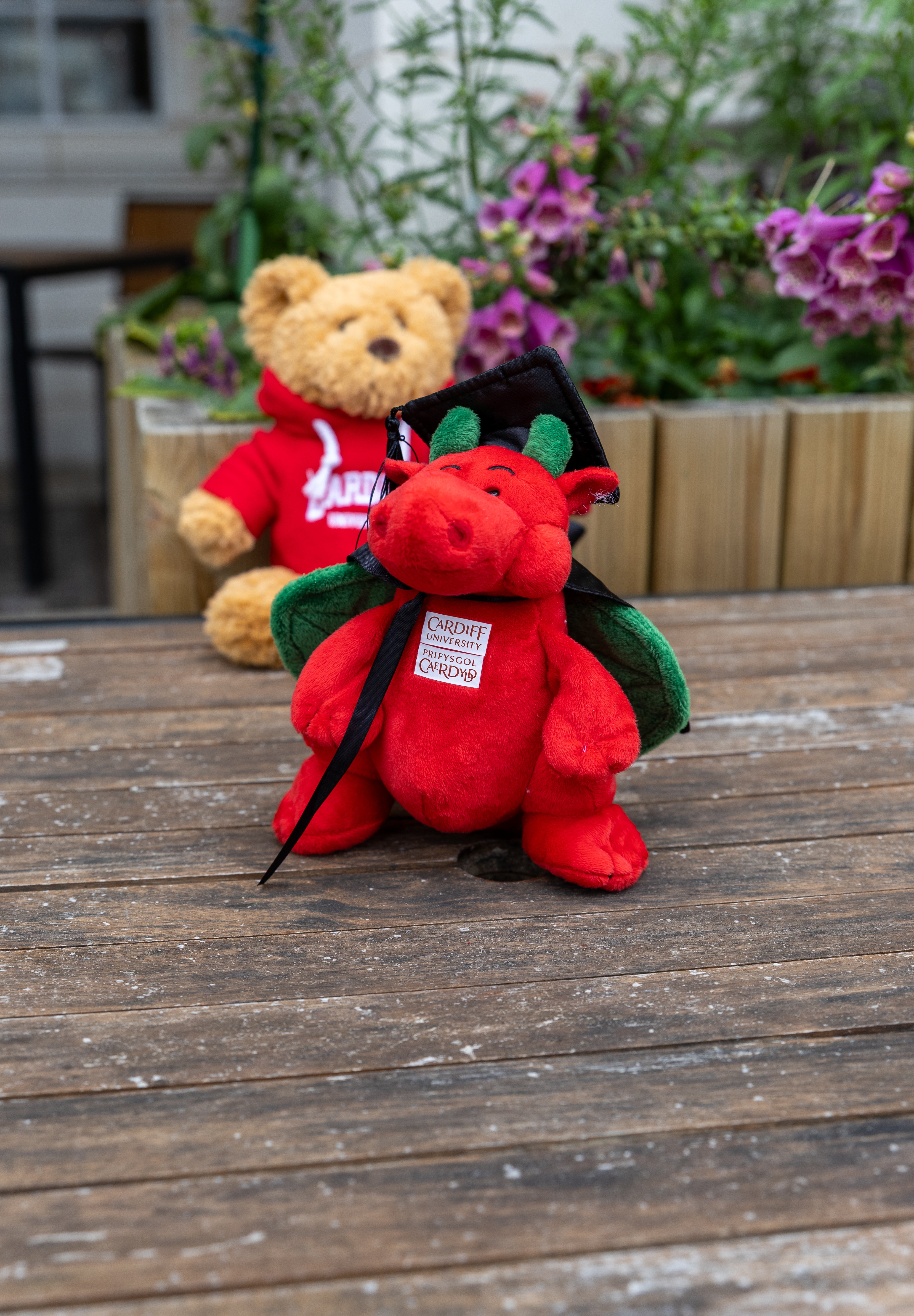 Dragon - Graduation