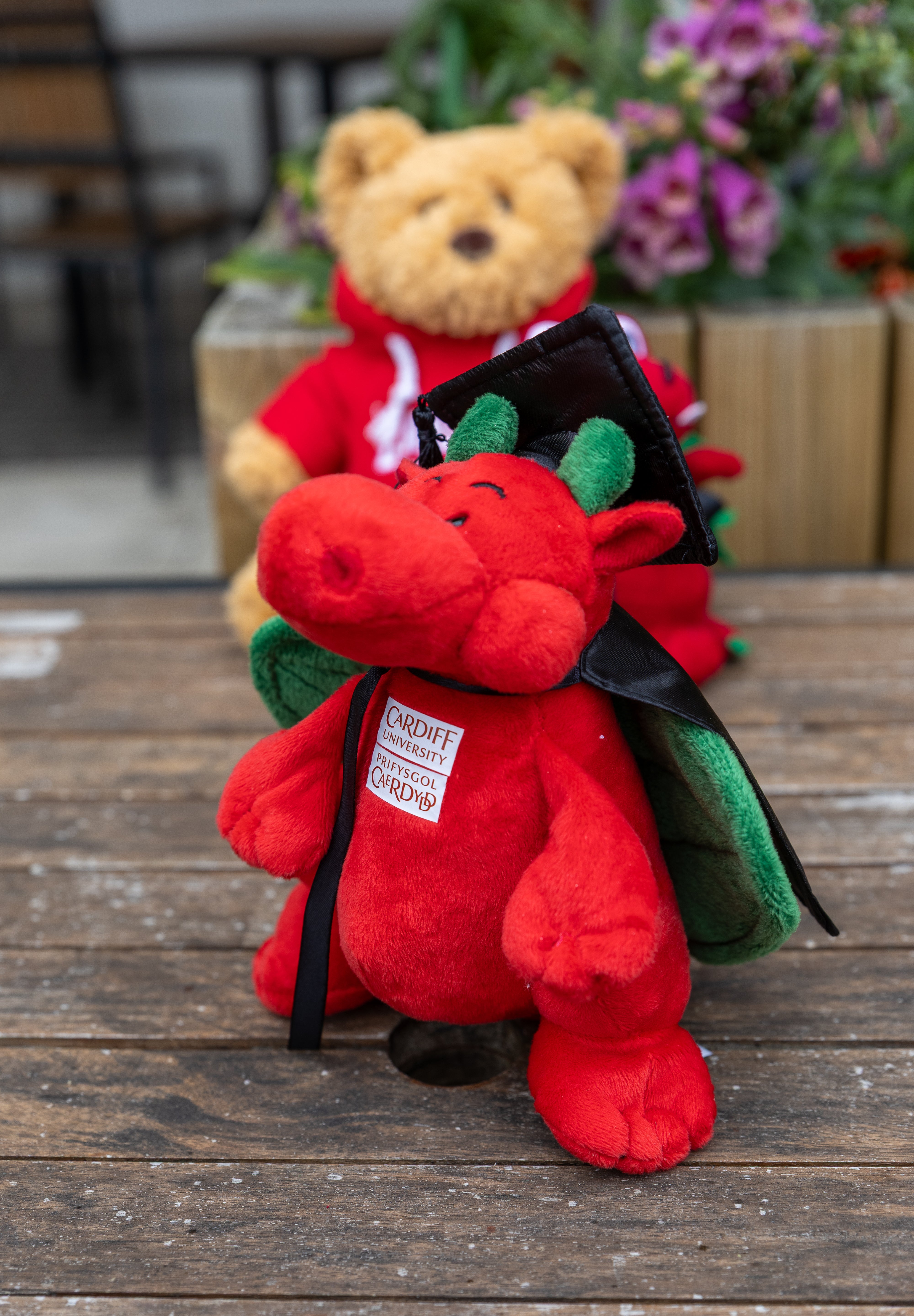 Dragon - Graduation