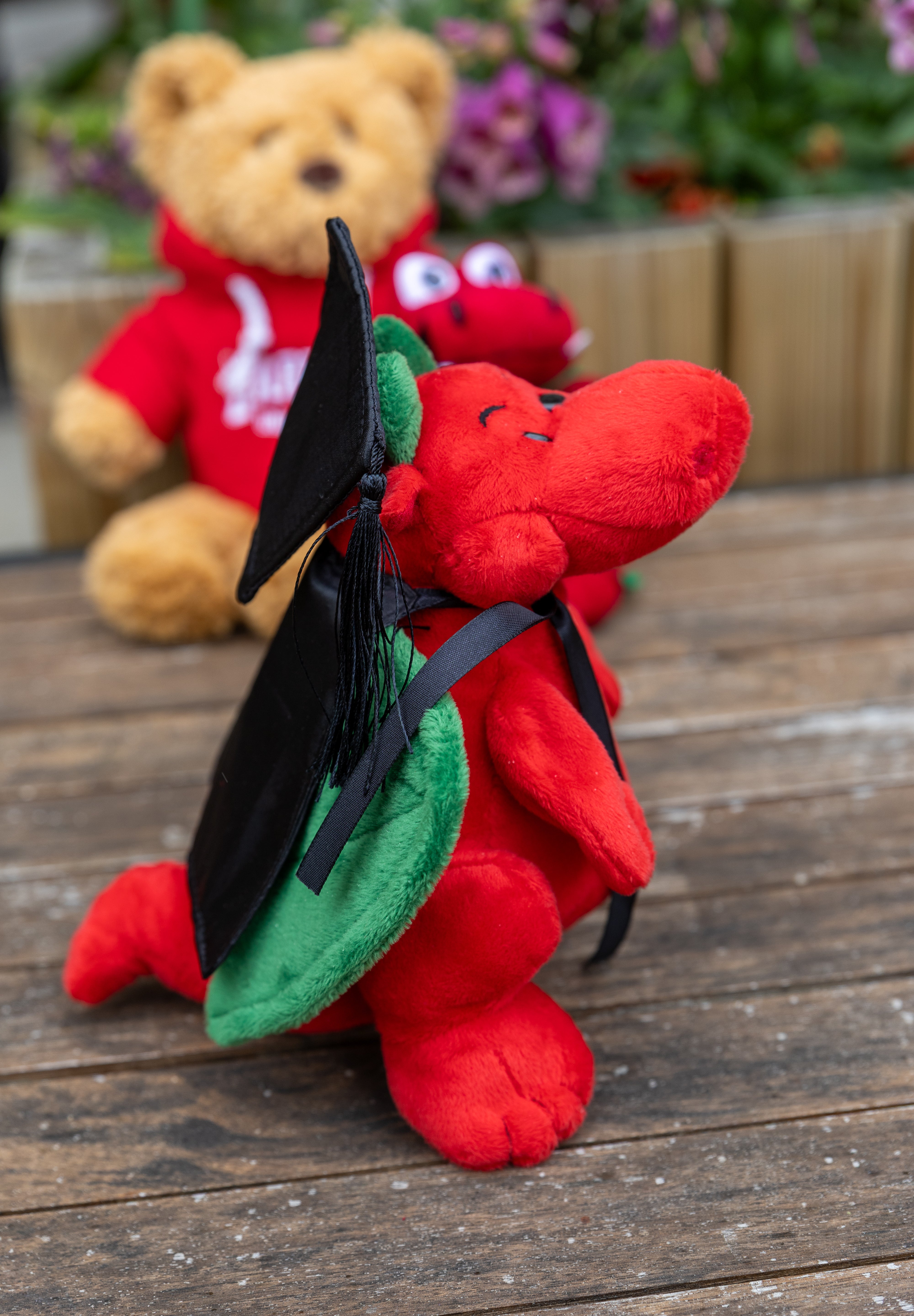 Dragon - Graduation